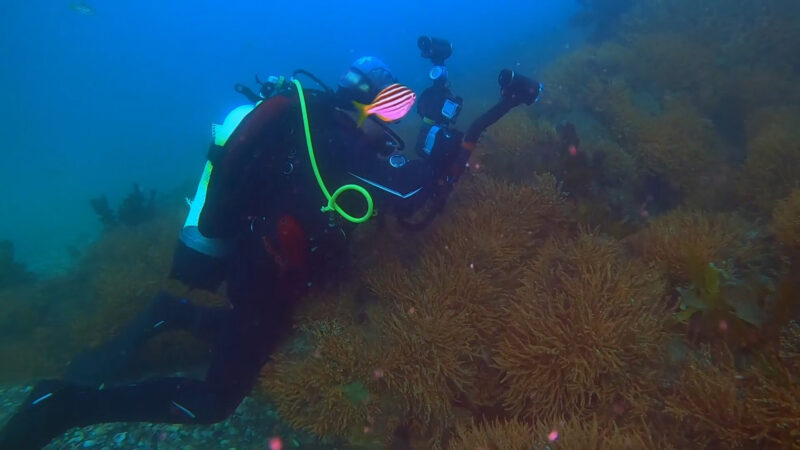 Diving Deep in the OCean saving the marine life