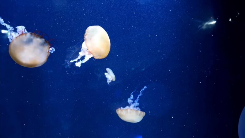 Jellyfish Sea Nettle blue