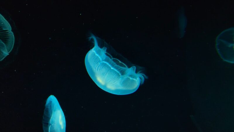 Jellyfish Sea Nettle luminescence