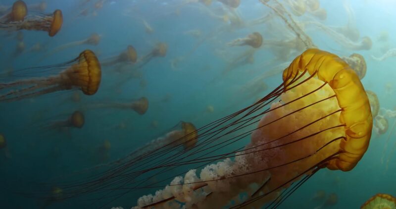 Jellyfish Sea Nettle sting