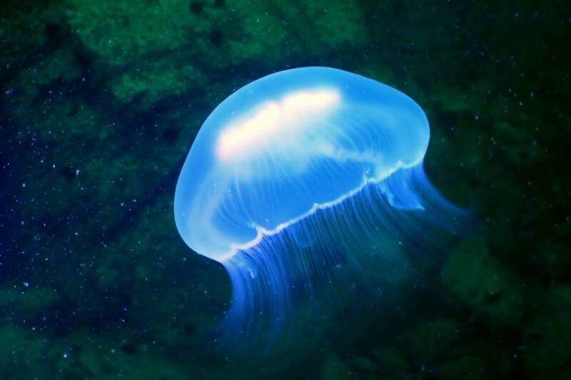 Nettle Jellyfish difference