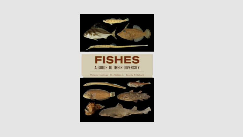 The Amazing Diversity of Fishes Cover