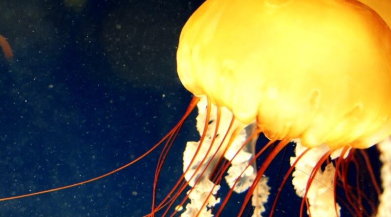 Different Types Of Jellyfish