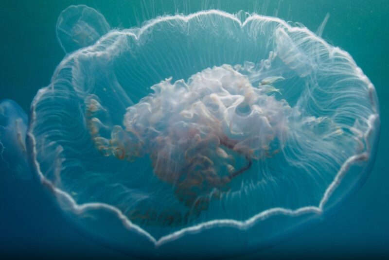 How Do Jellyfish Reproduce asexual