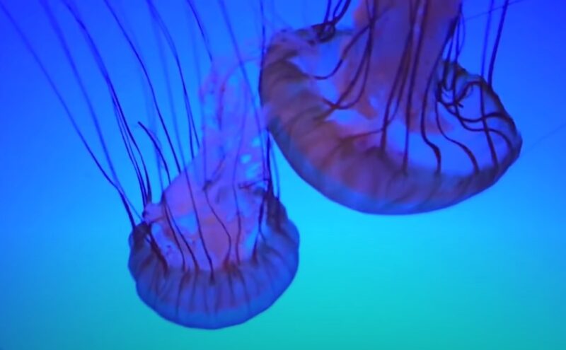 How Do Jellyfish Reproduce life cycle
