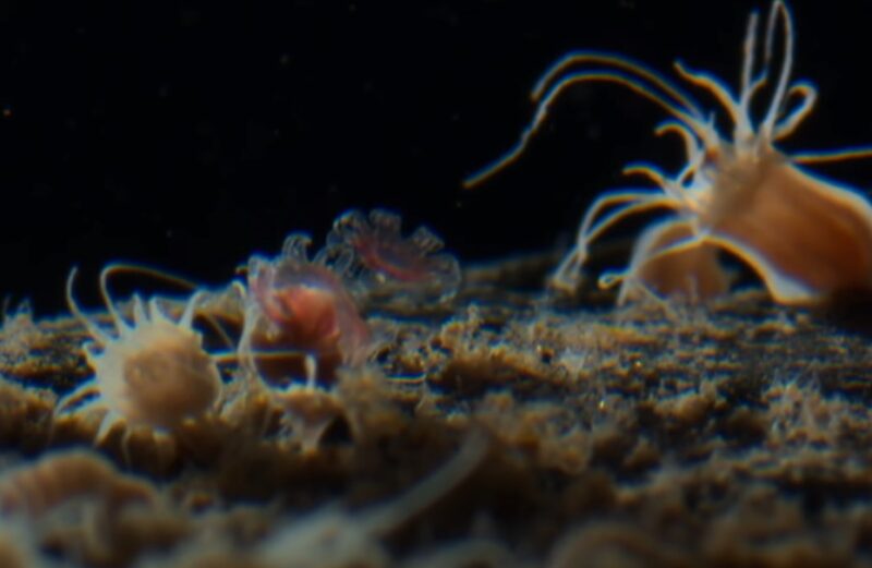 How Do Jellyfish Reproduce life larva