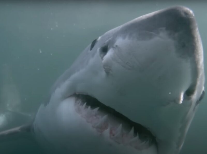 How Many Teeth Does a Shark Have sets