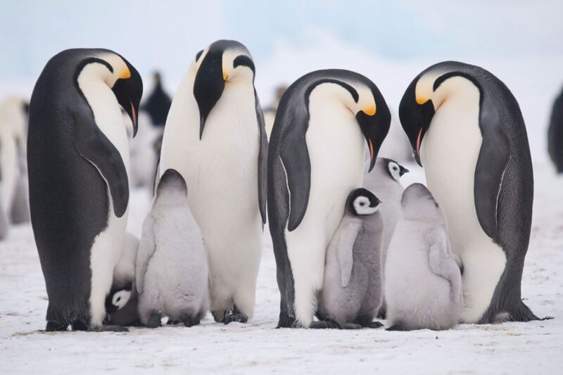 Animals In Antarctica