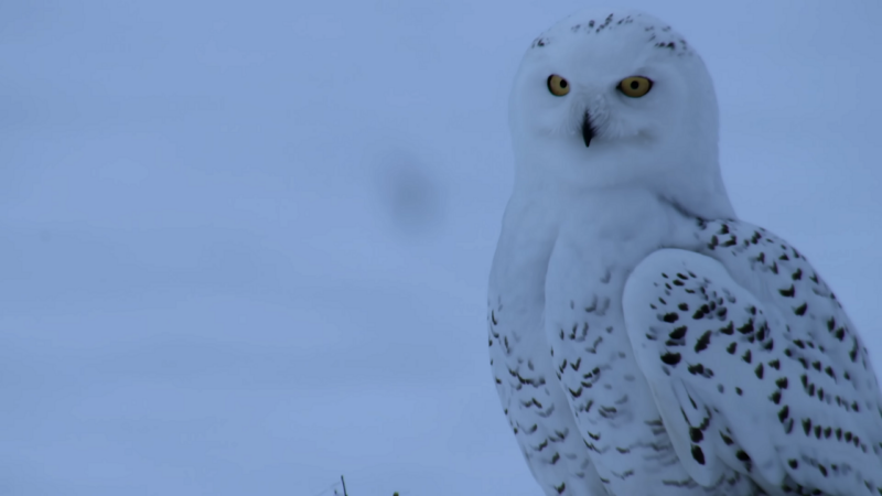 Snowy Owls Arctic