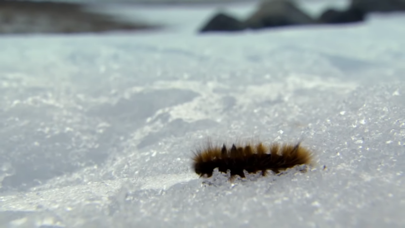 The arctic wooly bear caterpillar
