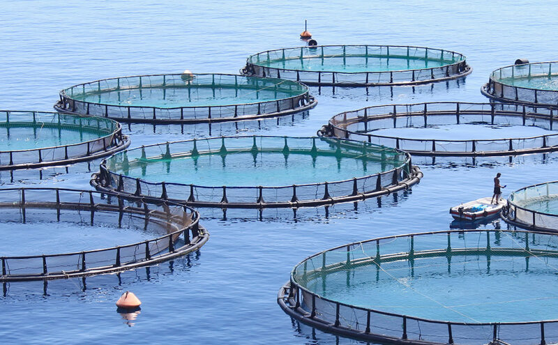 Pros And Cons Of Aquaculture And Fish Farming